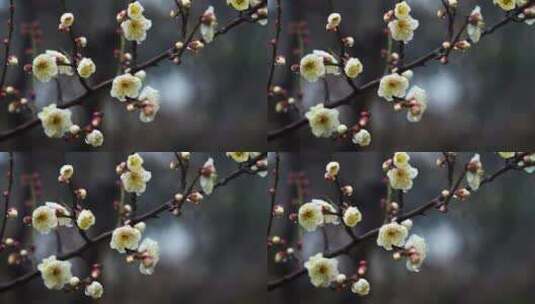春天雨中的梅花花朵高清在线视频素材下载