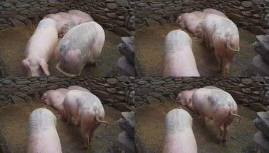 农村猪圈圈养猪高清在线视频素材下载
