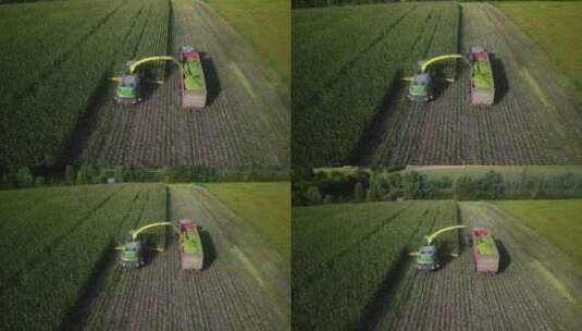 乌克兰绿色联合收割机切割玉米作为青贮饲料高清在线视频素材下载