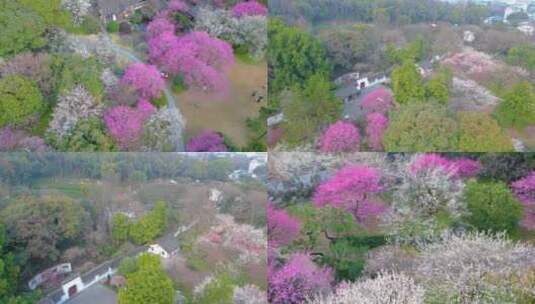 杭州植物园灵峰探梅梅花风景视频素材航拍高清在线视频素材下载