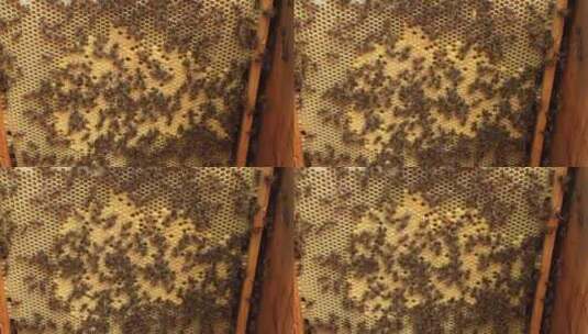 蜜蜂 蜂巢 蜂蜜 养蜂高清在线视频素材下载