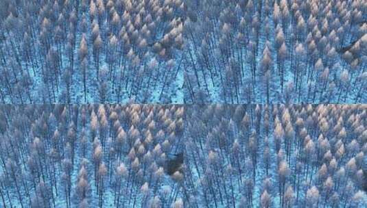鸟瞰林海雪原阳光松林高清在线视频素材下载