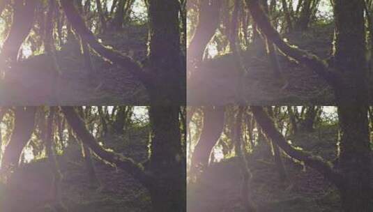 唯美逆光原始森林树干高清在线视频素材下载