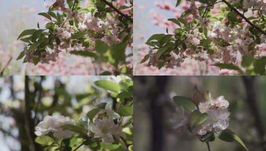 5K-海棠花开，垂丝海棠，西府海棠花开高清在线视频素材下载