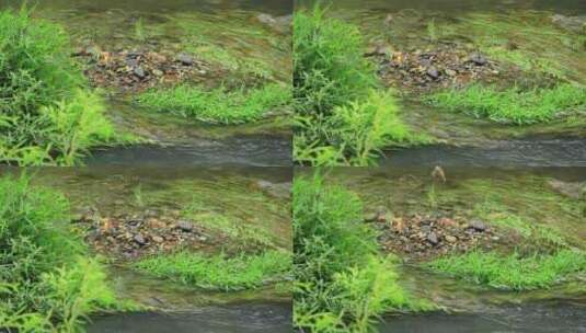 炎炎夏日，小鸟在小溪洗澡降温高清在线视频素材下载
