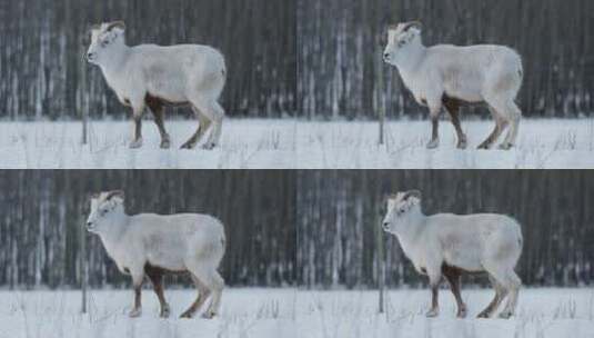 加拿大育空地区雪域森林中雌性达尔羊的侧面高清在线视频素材下载