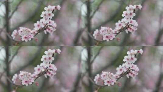 春日里盛开的山樱花高清在线视频素材下载