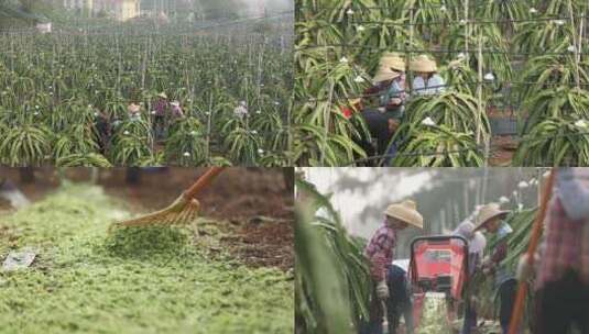 火龙果种植高清在线视频素材下载