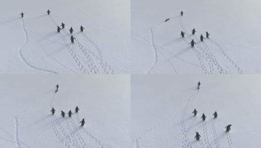 有趣的巴布亚企鹅极地雪地漫步鸟瞰图高清在线视频素材下载