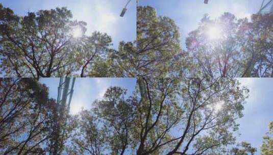 夏天阳光穿过树林树叶子自然风景视频素材高清在线视频素材下载