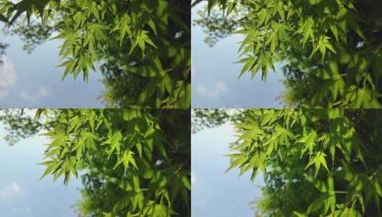 阳光下的唯美阳光树叶高清在线视频素材下载