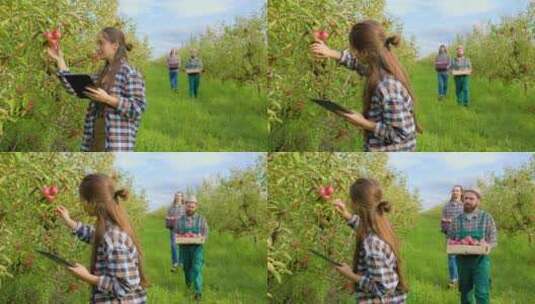 年轻的女农民检查苹果树，因为它们在平板电高清在线视频素材下载