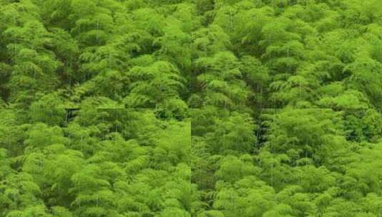 青山竹海竹山竹林竹子高清在线视频素材下载