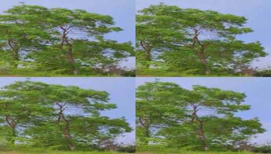 大树在大风的吹拂摇摆高清在线视频素材下载