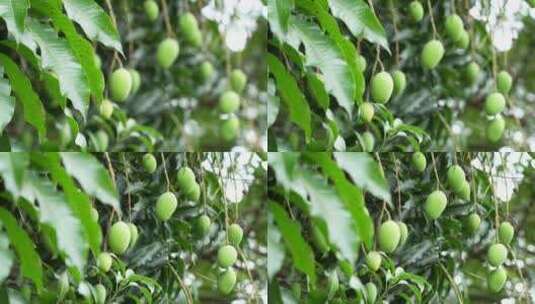 树上未成熟的芒果实拍高清在线视频素材下载