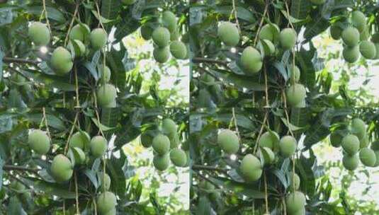 树上硕果累累的芒果实拍高清在线视频素材下载