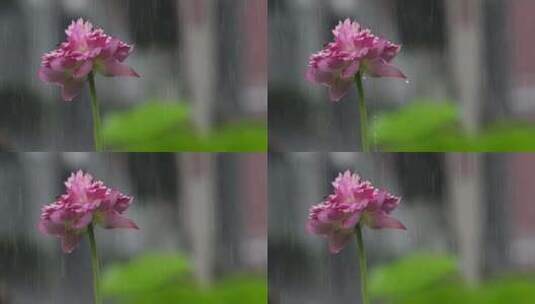 下雨天荷花升格特写高清在线视频素材下载