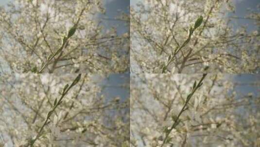 杏树，开花，芽，花高清在线视频素材下载