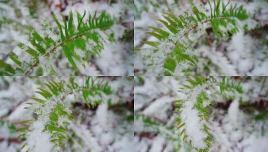 森林中蕨类植物叶子上的雪高清在线视频素材下载