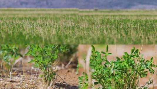 内蒙苜蓿种植基地高清在线视频素材下载