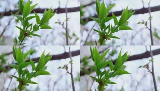 绿叶，植物，分枝，小枝高清在线视频素材下载