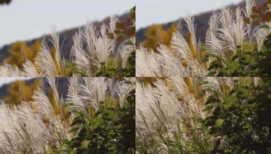 芦苇茅草植物园大自然高清在线视频素材下载
