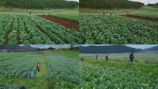 农业种植丽江土豆洋芋耕地田野纳西族村民高清在线视频素材下载