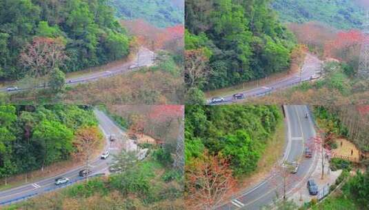 海南白沙九架岭木棉花高清在线视频素材下载