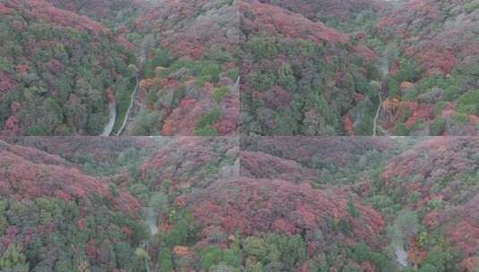 秋天的红叶美景 漫山黄栌红遍 爱在深秋高清在线视频素材下载