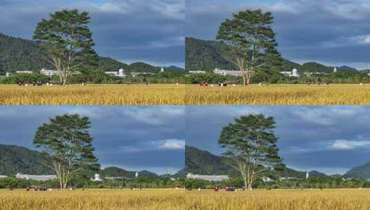 中国广东省广州市从化区广州国家版本馆高清在线视频素材下载