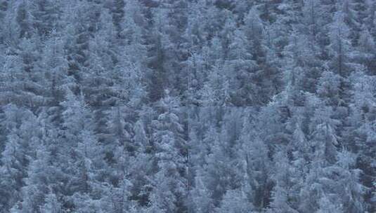 东北冬天暴雪大雪中的林海雪原高清在线视频素材下载