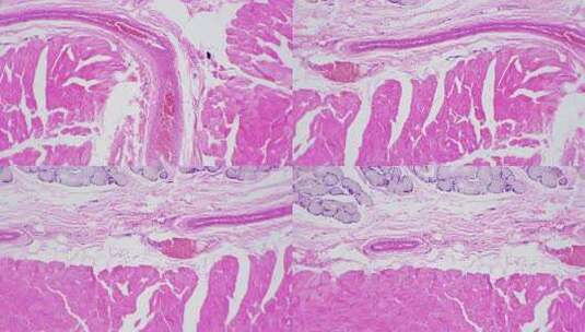 人食管横切面在明场显微镜下100倍放大高清在线视频素材下载