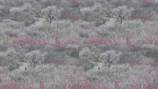 大面积盛开的梅花花海远景高清在线视频素材下载