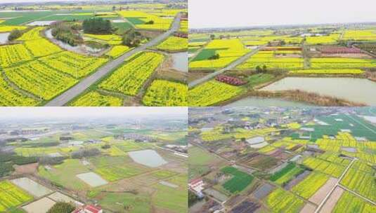 乡间公路穿越油菜花田的航拍美景高清在线视频素材下载