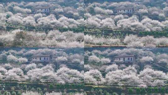 福州永泰青梅花航拍（葛岭万石村）17高清在线视频素材下载