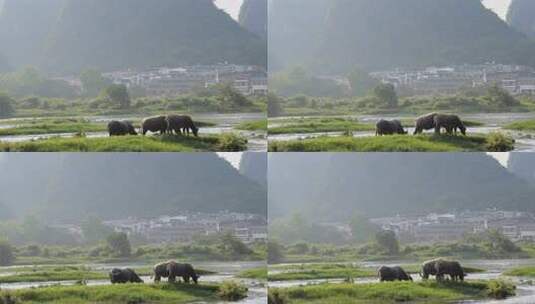 河边水牛吃草的乡村自然景象高清在线视频素材下载