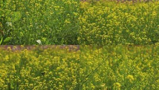 唯美风景油菜花高清在线视频素材下载