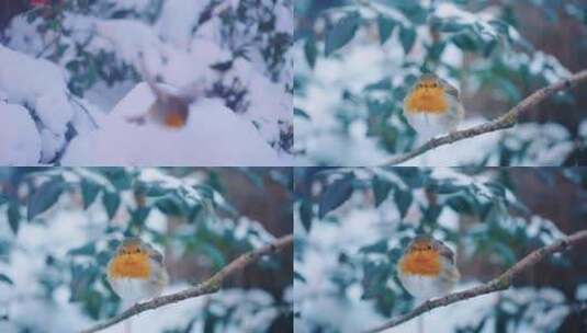 冬季在雪地里树枝上觅食的麻雀小鸟高清在线视频素材下载