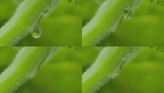 绿色植物，雨露水滴的升格微距特写高清在线视频素材下载