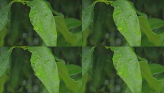 下雨天桂花树金桂八月桂花植物水滴升格高清在线视频素材下载