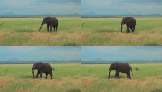 大象在草原上吃草高清在线视频素材下载