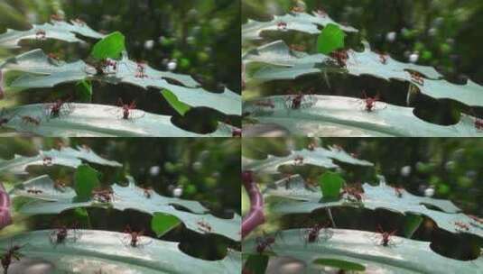 树叶上的切叶蚁高清在线视频素材下载