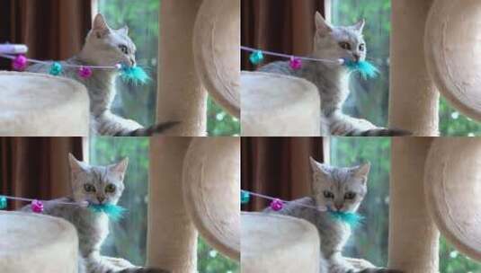 在猫架上玩逗猫棒的小猫咪高清在线视频素材下载