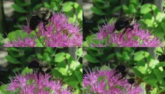 以花为食的蜜蜂高清在线视频素材下载