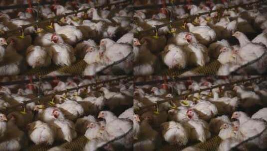 养鸡场饲养白羽鸡环境 (16)高清在线视频素材下载