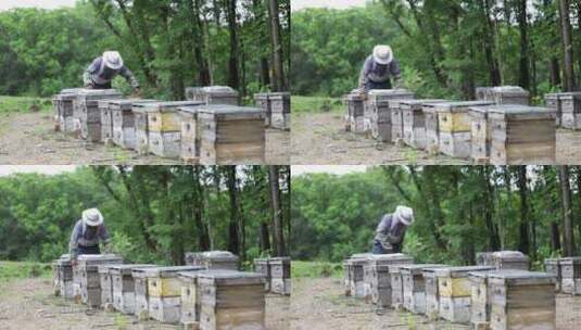 养蜂素材37高清在线视频素材下载