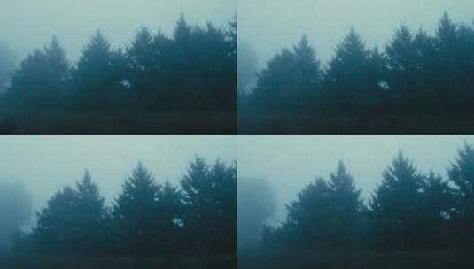 大雾和马路边的树高清在线视频素材下载