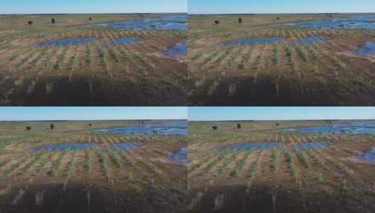 科右中旗湿地航拍视频高清在线视频素材下载