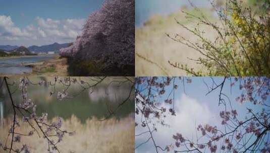 春光春天春景唯美空镜合集樱花特写高清在线视频素材下载