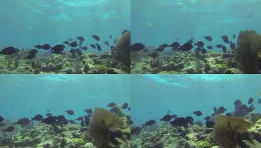 美丽的海底世界高清在线视频素材下载